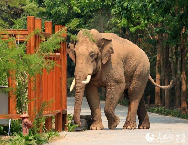 世界大象日即将到来 听听亚洲象好玩或感人的故事